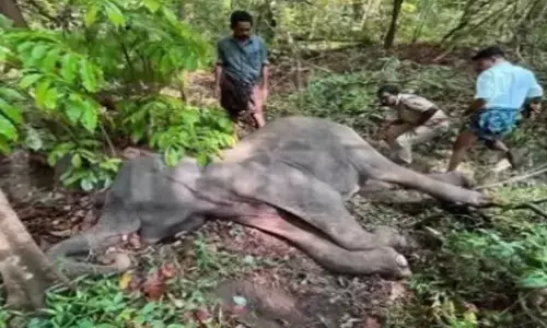 നിലമ്പൂർ കാടിനുള്ളിൽ ആനകളെ ചരിഞ്ഞ നിലയിൽ കണ്ടെത്തി; ഒരെണ്ണം ക​ടു​വ​യു​ടെ ആക്രമണത്തിന് ഇരയായെന്ന് സംശയം; പ​രി​ശോ​ധ​ന​ക​ള്‍ പൂ​ര്‍​ത്തി​യാ​ക്കി വനംവകുപ്പ് ​