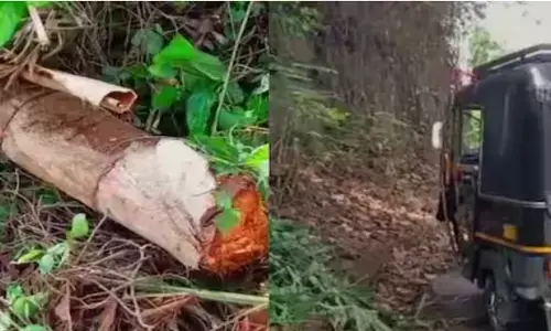 ഓടിക്കൊണ്ടിരുന്ന ഓട്ടോറിക്ഷക്ക് മുകളിലേക്ക് പന മറിഞ്ഞ് വീണ് അപകടം; ഡ്രൈവറടക്കം മൂന്ന് പേർക്ക് പരിക്ക്; ഒരാളുടെ നില ഗുരുതരം; ആശുപത്രിയിൽ പ്രവേശിപ്പിച്ചു