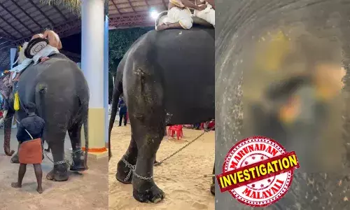 കാലിലെ മുറിവുകള്‍ പഴുത്ത് അവശ നിലയിലും ആനയെ എഴുന്നള്ളിപ്പിച്ചു; മുറിവില്‍ മരുന്നെന്ന പേരില്‍ മഞ്ഞള്‍പ്പൊടി; കണ്ണൂരില്‍ ആനയോട് കൊടും ക്രൂരത; വ്രണം ഉണങ്ങും വരെ എവിടെയും ആനയെ ഉപയോഗിക്കരുതെന്ന് വനം വകുപ്പ്