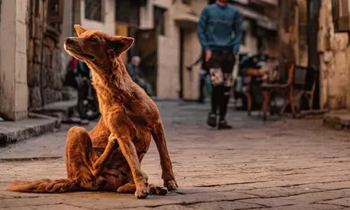 മാവേലിക്കരയില്‍ 77 പേരെ കടിച്ച തെരുവുനായക്ക് പേ വിഷബാധ; മനുഷ്യര്‍ക്ക പുറമേ തെരുവുനായകള്‍ക്കും വളര്‍ത്തു മൃഗങ്ങള്‍ക്കും കടിയേറ്റതായി റിപ്പോര്‍ട്ട്