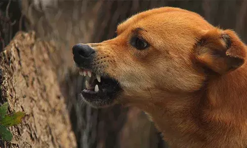 വിനോദസഞ്ചാരത്തിനിടെ ആലപ്പുഴ ബീച്ചില്‍ തെരുവുനായ്ക്കളുടെ ആക്രമണം; ഫ്രഞ്ച് വനിതയുടെ രണ്ട് കാലിനും കടിയേറ്റു; രക്ഷിച്ചത് കരച്ചില്‍ കേട്ട് ഓടിയെത്തിയ ലൈഫ് ഗാര്‍ഡുകള്‍; ആശുപത്രിയിലെത്തിച്ച് വാക്‌സിന്‍ നല്‍കി