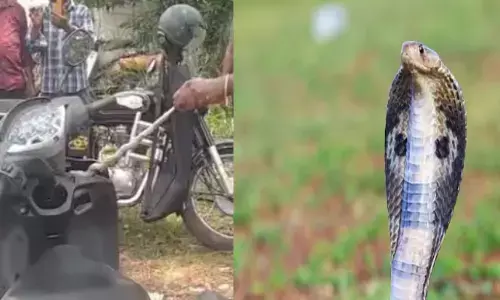 സ്കൂട്ടറിൽ നിന്നും അസാധാരണമായൊരു തണുപ്പ്; വാഹനം നിർത്തിയതും നാട്ടുകാർ വളഞ്ഞു; പരിശോധനയിൽ കളക്ടറേറ്റ് ജീവനക്കാരിയുടെ സ്കൂട്ടറിൽ പാമ്പ്; രക്ഷപ്പെട്ടത് ഭാഗ്യം കൊണ്ട്