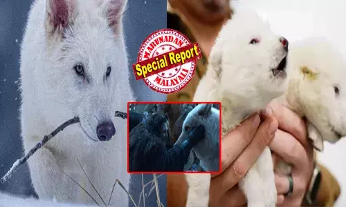 ഗെയിം ഓഫ് ത്രോണ്‍സിലൂടെ ശ്രദ്ധിക്കപ്പെട്ട കഥാപാത്രം; ആ കൂറ്റൻ വെള്ള ചെന്നായ്ക്കളെ മറക്കാൻ പറ്റുമോ?; ഇനി ഇവനെ എഡിറ്റിംഗിലൂടെ അല്ലാതെ റിയലായി കാണാം; ഡയർ വൂൾഫിന് 12500 വർഷങ്ങൾക്ക് ശേഷം പുനർജന്മം; കുഞ്ഞന്മാരെ പ്രസവിച്ചത് നായ്ക്കൾ; അമ്പരന്ന് ശാസ്ത്ര ലോകം!