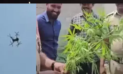 പൊലീസിന്റെ ഡ്രോണ്‍ പരിശോധനക്കിടെ കഞ്ചാവ് ചെടിയെന്ന് സംശയം; രാമനാട്ടുകരയിലെ ആളൊഴിഞ്ഞ പറമ്പില്‍ കണ്ടെത്തിയത് 16 കഞ്ചാവ് ചെടികള്‍