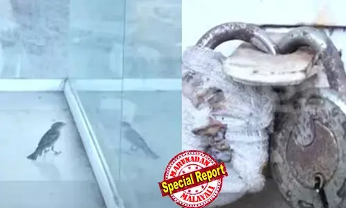 കേസില്‍പ്പെട്ട് സീല്‍ ചെയ്ത കടയ്ക്കുള്ളില്‍ അടക്കാക്കുരുവി; ഭക്ഷണവും വെള്ളവും നല്‍കി ജീവന്‍ നിലനിര്‍ത്തിയത് നാട്ടുകാര്‍; ഇടപെട്ട് കളക്ടര്‍;  പൂട്ടുപൊളിച്ച് രക്ഷപെടുത്തി ജില്ലാ ജഡ്ജി