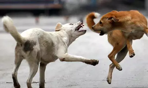 തെരുവുനായയെ പാഞ്ഞെടുക്കുന്നത് കണ്ട് പേടിച്ചോടി; ഓടുന്നതിനിടെ വീണവര്‍ക്ക് പരിക്ക്; കൂട്ടത്തില്‍ വീട്ടമ്മയ്ക്ക് കടിയേറ്റു; ശല്യം രൂക്ഷമെന്ന് നാട്ടുകാർ