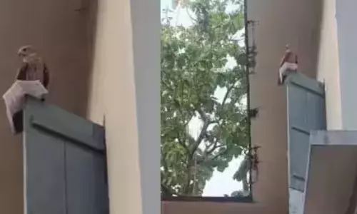 സാറെ..എനിക്കും പരീക്ഷ എഴുതണം; രാവിലെ തൊഴുത് പ്രാർത്ഥിച്ച് പരീക്ഷയ്‌ക്കെത്തി യുവതി;പൊടുന്നനെ ഹാൾടിക്കറ്റ് റാഞ്ചിയെടുത്ത് പരുന്ത്; പിടിതരാതെ കുട്ടൻ; ഒടുവിൽ സംഭവിച്ചത്!