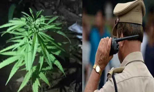 എന്തൊക്കെയാ... ഇവിടെ നടക്കുന്നെ...; പെരുമ്പാവൂര്‍ നഗര ഭാഗത്ത് വീണ്ടും കഞ്ചാവ് ചെടി; തലയിൽ കൈവച്ച് പോലീസ്; മുഴുവൻ ദുരൂഹത; അന്വേഷണം വ്യാപിപ്പിച്ചു