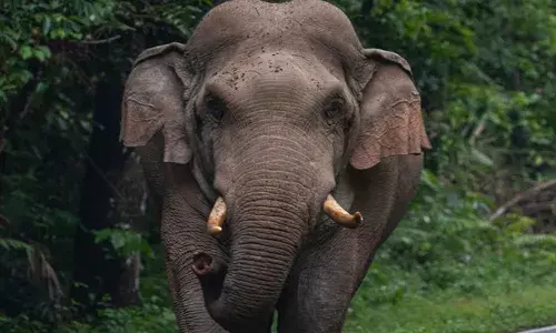 സംസ്ഥാനത്ത് കാട്ടാന ആക്രമണത്തില്‍ വീണ്ടും മരണം; തൃശൂര്‍ അടിച്ചില്‍ തോട്ടിയില്‍ കാട്ടാനയുടെ ആക്രമണത്തില്‍ കൊല്ലപ്പെട്ടത് 20കാരന്‍: സെബാസ്റ്റ്യനെ ആന ആക്രമിച്ചത് ഇന്നലെ രാത്രിയില്‍