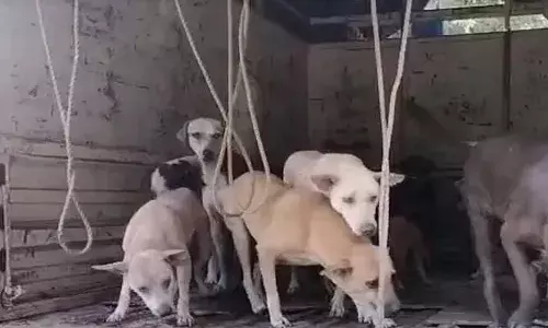 വനത്തിനുള്ളില്‍ തെരുവു നായ്ക്കളെ ഉപേക്ഷിച്ചു; ഹൗസിങ് സൊസൈറ്റിക്കെതിരെ എഫ്.ഐ.ആര്‍