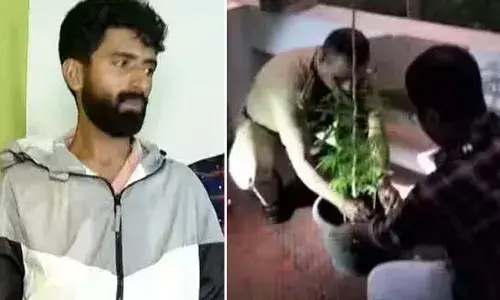 വീട്ടില്‍ കഞ്ചാവ് കൃഷി: ഏജീസ് ഓഫീസിലെ ഉദ്യോഗസ്ഥന്‍ പിടിയില്‍; വീടിന്റെ ടെറസില്‍ താന്‍ ഒറ്റയ്ക്കാണ് കഞ്ചാവ് കൃഷി നടത്തിയതെന്ന് അസിസ്റ്റന്റ് ഓഡിറ്റ് ഓഫീസര്‍ ജിതിന്റെ മൊഴി