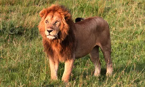 14 കാരിയെ സിംഹം പിടിച്ചത് വീട്ട് വളപ്പില്‍ നിന്നും; നടുക്കുന്ന സംഭവം കെനിയയില്‍