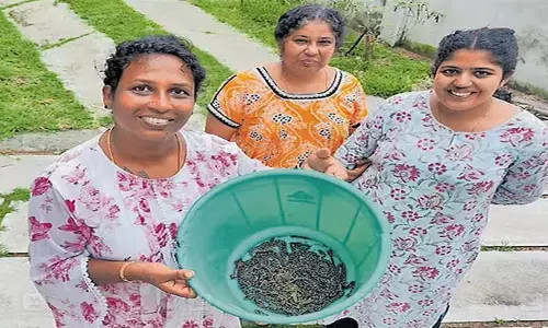 എട്ടു മണിക്കൂര്‍ തിരച്ചില്‍; ഒരു വീട്ടില്‍ നിന്നും കണ്ടെടുത്തത് 75 അണലി കുഞ്ഞുങ്ങളെ