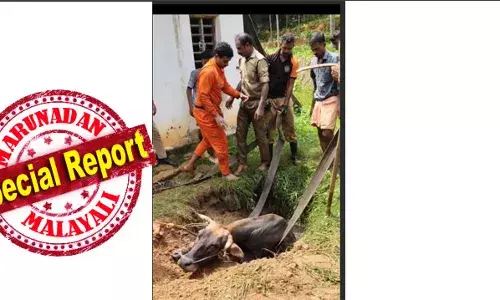 ഗര്‍ഭിണിയായ പശു മാലിന്യക്കുഴിയില്‍ വീണു; കര ഇടിച്ചു നിരത്തി രക്ഷിച്ച് ഫയര്‍ഫോഴ്സ്; പശുവിനെ രക്ഷിച്ചത് ഒന്നര മണിക്കൂര്‍ പരിശ്രമത്തിനൊടുവില്‍; കുഴിയിലെ ആസിഡ് കലര്‍ന്ന മലിന ജലത്തില്‍ ചാടി ഉദ്യോഗസ്ഥരുടെ രക്ഷാപ്രവര്‍ത്തനം