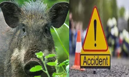 റോഡിന് കുറുകെ കാട്ടുപന്നി ചാടി അപകടം; ഇടിയുടെ ആഘാതത്തിൽ തെറിച്ചുവീണു; മലപ്പുറത്ത് ബൈക്ക് യാത്രികന് പരിക്ക്; ആശുപത്രിയിൽ പ്രവേശിപ്പിച്ചു