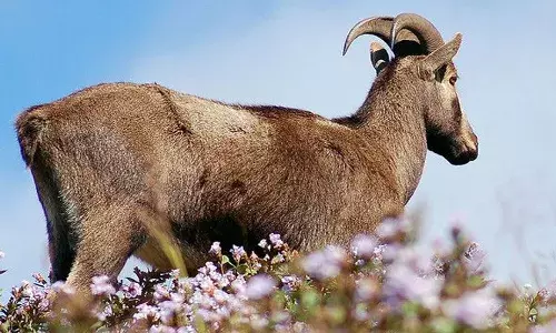 വരയാടുകളുടെ കണക്കെടുപ്പ് ഇന്ന് തുടങ്ങും; സംസ്ഥാനത്തെ 19 ഡിവിഷനുകളിലും കണക്കെടുപ്പ്