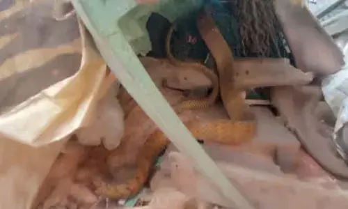 ആളൊരു മാന്യനാണ്..; നെറ്റിൽ കുടുങ്ങി കിടന്നത് രണ്ടു ദിവസം; വേദന കൊണ്ട് പുളഞ്ഞ് അതിഥി; ഒടുവിൽ ചേരയ്ക്ക് രക്ഷകരായി ഫയർഫോഴ്സ്