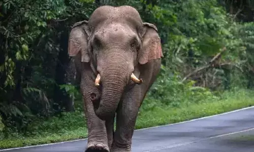 കുടകില്‍ കാട്ടാന ആക്രമണത്തില്‍ ഒരാള്‍ മരിച്ചു; ആന ആക്രമിച്ചത് ആറരയോടെ പ്രഭാത നടത്തത്തിന് പോയപ്പോള്‍