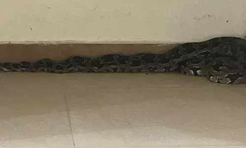 പോലീസ് കണ്‍ട്രോള്‍ റൂമില്‍ ക്ഷണിക്കപ്പെടാത്ത അതിഥിയായി കൂറ്റന്‍ പെരുമ്പാമ്പ്; കണ്‍ട്രോള്‍ വിടാതെ പോലീസ്; വനപാലകരെത്തി ചാക്കിലാക്കി