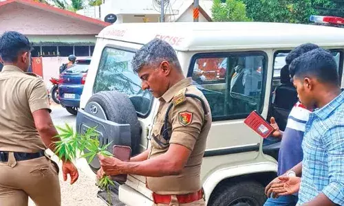 തിരുവനന്തപുരത്ത് എംസി റോഡരികില്‍ കഞ്ചാവുചെടി കണ്ടെത്തി; നട്ടു വളര്‍ത്തിയതാണോ എന്ന് അന്വേഷണം