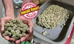 അകാല വാര്ധക്യം വന്ന് മെലിഞ്ഞുണങ്ങിയുള്ള മരണമാണോ നമ്മുടെ ചില താരങ്ങളെ കാത്തിരിക്കുന്നത്! മണ്ണില്ലാതെ പോഷക ലായനിയില് വളരുന്ന ലഹരി; വില കിലോയ്ക്ക് ഒരു കോടി വരെ; തലച്ചോറിന് 2.8 വര്ഷം വേഗത്തില് പ്രായം കൂട്ടും; മലയാള സിനിമയെ പിടിച്ചുകുലുക്കുന്ന ഹൈബ്രിഡ് കഞ്ചാവിന്റെ കഥ അകാല വാര്ധക്യം വന്ന് മെലിഞ്ഞുണങ്ങിയുള്ള മരണമാണോ നമ്മുടെ ചില താരങ്ങളെ കാത്തിരിക്കുന്നത്! മണ്ണില്ലാതെ പോഷക ലായനിയില് വളരുന്ന ലഹരി; വില കിലോയ്ക്ക് ഒരു കോടി വരെ; തലച്ചോറിന് 2.8 വര്ഷം വേഗത്തില് പ്രായം കൂട്ടും; മലയാള സിനിമയെ പിടിച്ചുകുലുക്കുന്ന ഹൈബ്രിഡ് കഞ്ചാവിന്റെ കഥ