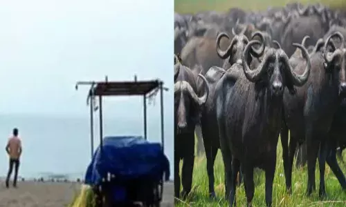 ബീച്ചിൽ ഉല്ലസിക്കവെ ഭീതി; കൂട്ടമായി ഇരച്ചെത്തി പോത്തുകൾ; സഞ്ചാരികൾ നിലവിളിച്ചോടി; ആറ് വയസ്സുകാരിക്ക് കുത്തേറ്റു; വാരിയെല്ലിന് ഗുരുതര പരിക്ക്; ആശുപത്രിയിൽ പ്രവേശിപ്പിച്ചു