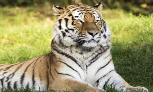 വയനാടിനെ വിറപ്പിച്ച് വീണ്ടും പുലി ഇറങ്ങി; ആടിനെ കടിച്ചു കീറി കൊന്നു; നാട്ടുകാർ പരിഭ്രാന്തിയിൽ; തിരച്ചിൽ തുടങ്ങി