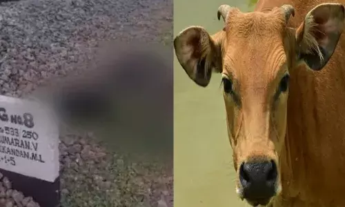 പാളത്തിലൂടെ ട്രെയിനുകൾ പോയതും വൻ ശബ്ദം; നാട്ടുകാർ ഓടിയെത്തിയപ്പോൾ കണ്ടത്; തീവണ്ടി തട്ടി ഒൻപത് പശുക്കൾ ചത്തു; ദാരുണ സംഭവം മലമ്പുഴയിൽ