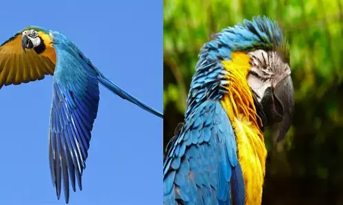 ഹേ..പറ്റിച്ചേ; രാവിലെ കൂട് തുറന്ന് നോക്കിയപ്പോൾ കാണാനില്ല; മക്കൗ ഇനത്തില്‍പ്പെട്ട തത്ത പറന്നുപോയെന്ന് സംശയം; ലക്ഷങ്ങൾ നഷ്ടം; സംഭവം തിരുവനന്തപുരം മൃഗശാലയില്‍