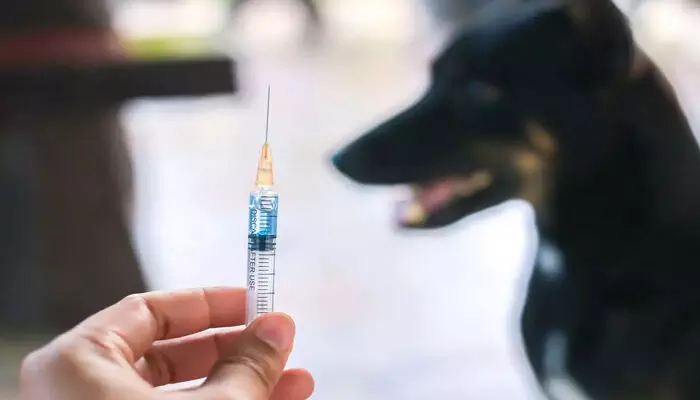 വാക്‌സിനെടുത്തിട്ടും പേ വിഷബാധയേറ്റ് മരണം; മൂന്ന് തവണ വാക്‌സിനെടുത്തിട്ടും പേ വിഷബാധയേറ്റ ഏഴു വയസ്സുകാരി മരിച്ചു: ഞരമ്പില്‍ കടിയേറ്റതിനെ തുടര്‍ന്ന് പേവിഷം രക്തത്തിലൂടെ തലച്ചോറിനെ ബാധിച്ചതെന്ന് റിപ്പോര്‍ട്ട്