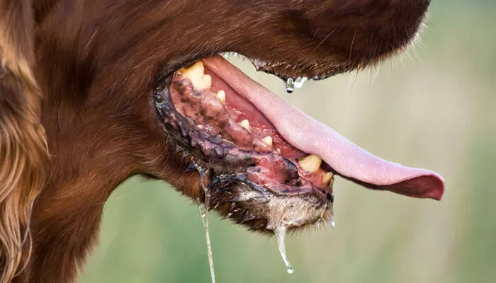 വാക്സിനെടുത്തിട്ടും പേവിഷബാധ; ടെക്നിക്കല് കമ്മിറ്റി യോഗം ഉടന് വാക്സിനെടുത്തിട്ടും പേവിഷബാധ; ടെക്നിക്കല് കമ്മിറ്റി യോഗം ഉടന്
