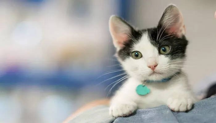 പൂച്ച സ്ഥിരമായി കിണറിനടുത്ത് വന്നിരുന്ന് കരയുന്നത് ശ്രദ്ധിച്ചു; ഒടുവിൽ നാട്ടുകാരുടെ ഇടപെടൽ രക്ഷയായി; പതിനഞ്ചാം നാൾ കുഞ്ഞിപ്പൂച്ച തിരികെ ജീവിതത്തിലേക്ക് പൂച്ച സ്ഥിരമായി കിണറിനടുത്ത് വന്നിരുന്ന് കരയുന്നത് ശ്രദ്ധിച്ചു; ഒടുവിൽ നാട്ടുകാരുടെ ഇടപെടൽ രക്ഷയായി; പതിനഞ്ചാം നാൾ കുഞ്ഞിപ്പൂച്ച തിരികെ ജീവിതത്തിലേക്ക്