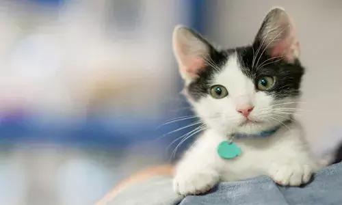 പൂച്ച സ്ഥിരമായി കിണറിനടുത്ത് വന്നിരുന്ന് കരയുന്നത് ശ്രദ്ധിച്ചു; ഒടുവിൽ നാട്ടുകാരുടെ ഇടപെടൽ രക്ഷയായി; പതിനഞ്ചാം നാൾ കുഞ്ഞിപ്പൂച്ച തിരികെ ജീവിതത്തിലേക്ക്