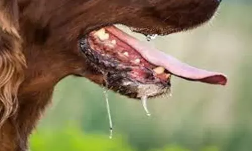 പേവിഷബാധയേറ്റ് മൃഗസ്‌നേഹിയായ പ്ലസ് വണ്‍ വിദ്യാര്‍ഥി മരിച്ചു;  ബന്ധുവീട്ടിലെ വളര്‍ത്തു നായില്‍ നിന്നും പോറലേറ്റതായി സംശയം