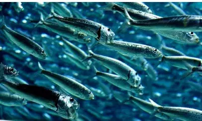 ആഴക്കടല് മത്സ്യസമ്പത്ത്: സംയുക്ത സാധ്യതാ പഠനത്തിന് തുടക്കമിട്ട് സിഎംഎഫ്ആര്ഐയും സിഫ്റ്റും ആഴക്കടല് മത്സ്യസമ്പത്ത്: സംയുക്ത സാധ്യതാ പഠനത്തിന് തുടക്കമിട്ട് സിഎംഎഫ്ആര്ഐയും സിഫ്റ്റും