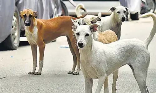 ജനത്തെ കടിച്ചു കീറി നായ്ക്കള്‍; ഈ വര്‍ഷം മൂന്ന് മാസത്തിനിടെ കടിയേറ്റത് 1.69 ലക്ഷം പേര്‍ക്ക്: മരിച്ചത് 14 പേര്‍