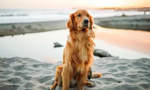 ഓടികളിക്കവേ കടലിൽ ഇറങ്ങാൻ മോഹം; എടുത്തുചാടിയതും വലിയ തിരമാലയിൽ അകപ്പെട്ട് വളർത്തുനായ; രക്ഷിക്കാനിറങ്ങിയ യുവാവിന് സംഭവിച്ചത്; ഇങ്ങനെ ഒന്നും ചെയ്യരുതെന്ന് മറുപടി!