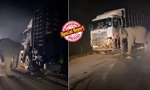 ലോറിയുടെ അടിയില്‍ പെട്ട കുട്ടിയാന പോയെന്നറിയാതെ ലോറി തളളി നീക്കാന്‍ ശ്രമിക്കുന്ന അമ്മയാന; സങ്കടത്തില്‍ ആണ്ടുപോയ അമ്മ കുഞ്ഞിനായി കാട്ടുന്ന സാഹസം കണ്ട് കണ്ണുനനഞ്ഞ് നാട്ടുകാര്‍; മാഞ്ഞുപോകാത്ത ചിത്രമായി വാര്‍ത്ത മലേഷ്യന്‍ മാധ്യമങ്ങളില്‍