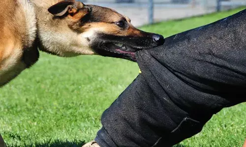 കഴിഞ്ഞ രണ്ട് വര്‍ഷത്തിനിടെ നായ്ക്കളുടെ കടിയേറ്റത് മൂന്ന് ലക്ഷത്തിലധികം പേര്‍ക്ക്; നാല് വര്‍ഷത്തിനിടെ പേ വിഷബാധയേറ്റ് മരിച്ചത് 89 പേര്‍: വന്ധ്യം കരിച്ചത് ഒരു ലക്ഷം നായ്ക്കളെ മാത്രം