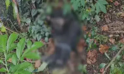 തെരുവുനായുടെ ആക്രമണത്തില്‍ 12 വയസ്സുകാരിക്ക് അടക്കം നിരവധി പേര്‍ക്ക് പരിക്ക്; ആക്രമണത്തിന് പിന്നാലെ നായ ചത്തതില്‍ ആശങ്ക