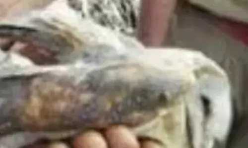 മരത്തിൽ നിന്ന് കാതടപ്പിക്കുന്ന ശബ്ദം; വിളി കേട്ട് പലരും ചെവിപൊത്തി; പരിശോധനയിൽ കണ്ടത് പാവം മൂങ്ങയെ; കാലില്‍ പട്ടത്തിന്റെ നൂല്‍ കുരുങ്ങിയ നിലയിൽ; ഒടുവിൽ സംഭവിച്ചത്!