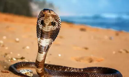 വനത്തിനുള്ളിലോ പുറത്തോ പാമ്പ് കടിച്ച് മരിച്ചാല്‍ നാലു ലക്ഷം രൂപ നഷ്ടപരിഹാരം; തേനീച്ചയുടേയും കടന്നലിന്റെയും കുത്തേറ്റ് മരിച്ചാലും ഇതേ തുക നഷ്ടപരിഹാരം:  പരുക്കേല്‍ക്കുന്നവര്‍ക്ക് രണ്ടു ലക്ഷം രൂപ വരെ സഹായം