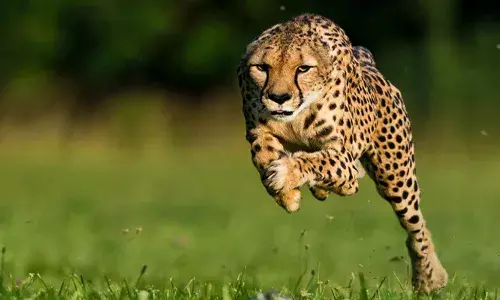 കാളികാവില്‍ പുലി കടിച്ചു കൊണ്ടുപോയ യുവാവിന്റെ മൃതദേഹം കണ്ടെത്തി; ടാപ്പിംഗ് തൊഴിലാളിയായ ഗഫൂറിനെ പുലിപിടിച്ചത് ഇന്ന് പുലര്‍ച്ചെ