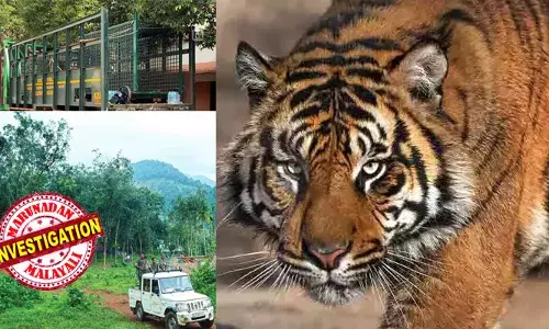 കാളികാവില്‍ ഗഫൂറിനെ അക്രമിച്ചത് വനം വകുപ്പിന്റെ ഡാറ്റാ ബേസിലുളള കടുവ;  തോട്ടത്തിന് സമീപം സ്ഥാപിച്ച ക്യമറയില്‍ നരഭോജി കടുവയുടെ ദൃശ്യം പതിഞ്ഞു;  ദൗത്യം പ്രധാന ഘട്ടത്തിലിരിക്കെ നിലമ്പൂര്‍ സൗത്ത് ഡിഎഫ്ഒയ്ക്ക് സ്ഥലംമാറ്റം