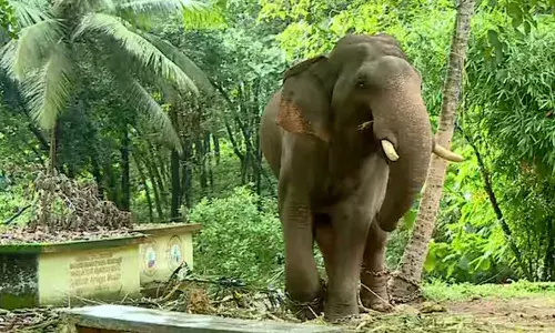 കാളികാവിലെ കടുവാ ദൗത്യത്തിനെത്തിയ കുങ്കിയാന ഇടഞ്ഞു; ആനകളെ മാറ്റി തളയ്ക്കാനുള്ള ശ്രമത്തിനിടെ പാപ്പാനെ കൊമ്പില്‍ തോണ്ടിയെടുത്ത് എറിഞ്ഞു; കഴുത്തിന് ഗുരുതര പരിക്ക്