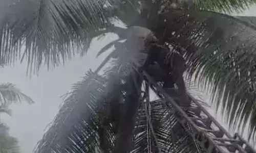തേങ്ങയിടാന്‍ തെങ്ങില്‍ കയറിയ കയറിയ ഗൃഹനാഥന് ദേഹാസ്വാസ്ഥ്യം; ഫയര്‍ഫോഴ്‌സെത്തി താഴെയിറക്കിയെങ്കിലും ജീവന്‍ രക്ഷിക്കാനായില്ല