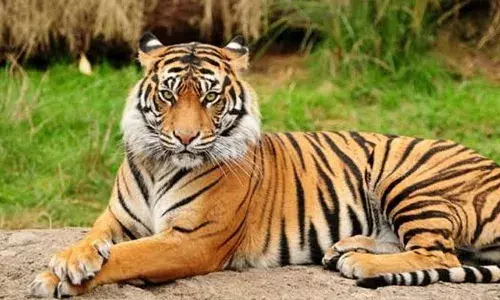 നടന്നു പോകുന്ന വഴികളിൽ ഭീമൻ കാൽ അടയാളം; എങ്ങും ഭീതിപ്പെടുത്തുന്ന കാഴ്ചകൾ; മലപ്പുറത്തെ ചില പ്രദേശങ്ങളിൽ കടുവയുടെ സാന്നിധ്യം; പുറത്തിറങ്ങുമ്പോൾ സൂക്ഷിക്കണമെന്ന് വനം വകുപ്പ്