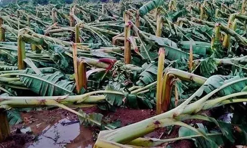 കാലവര്‍ഷം തുടങ്ങിയിട്ട് നാല് ദിവസം; സംസ്ഥാനത്ത് ഇതുവരെ 108.68 കോടി രൂപയുടെ കൃഷി നാശം