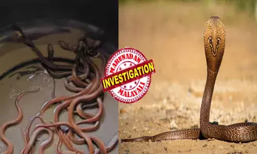 കനത്ത മഴയ്ക്കിടെ അടുക്കള ഭാഗത്ത് കണ്ടത് നല്ല വലിപ്പമുള്ള മൂർഖൻ പാമ്പിനെ; പിന്നാലെ പുലർച്ചെ കിടപ്പുമുറിയിൽ ഒരു അനക്കം; അട്ടയെന്ന് കരുതി വീട്ടുകാർ ചവിട്ടിയത് അതിഥിയുടെ തലയിൽ; പഞ്ഞെടുത്ത് ആക്രമിക്കാൻ ശ്രമം; തിരച്ചലിനിടെ വീണ്ടും ഭയം; ഒരു മാളമിടിഞ്ഞപ്പോൾ സംഭവിച്ചത്!