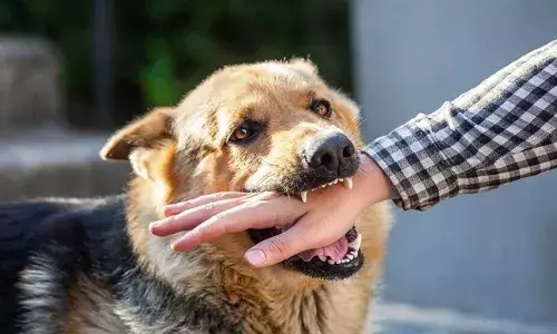 വളര്‍ത്തുനായ യുവാവിനെ കടിച്ചു; ഉടമസ്ഥന് നാലു മാസം തടവും 4000 രൂപ പിഴയും